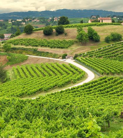 Annata memorabile per il Conegliano Valdobbiadene Docg