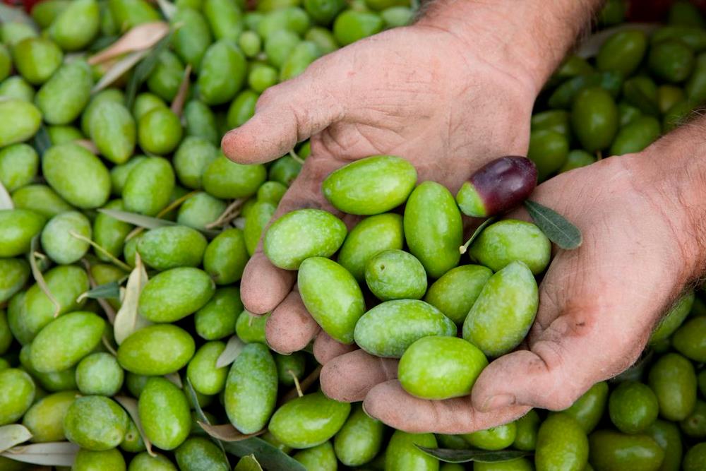 Il primo festival nazionale dell’oliva da tavola