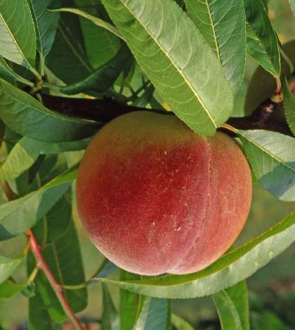 Riportiamo la frutta estiva nei ristoranti 