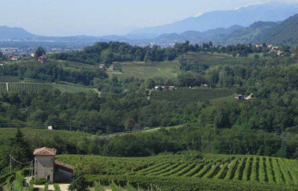 Un 2015 d'oro per Vinicola Serena